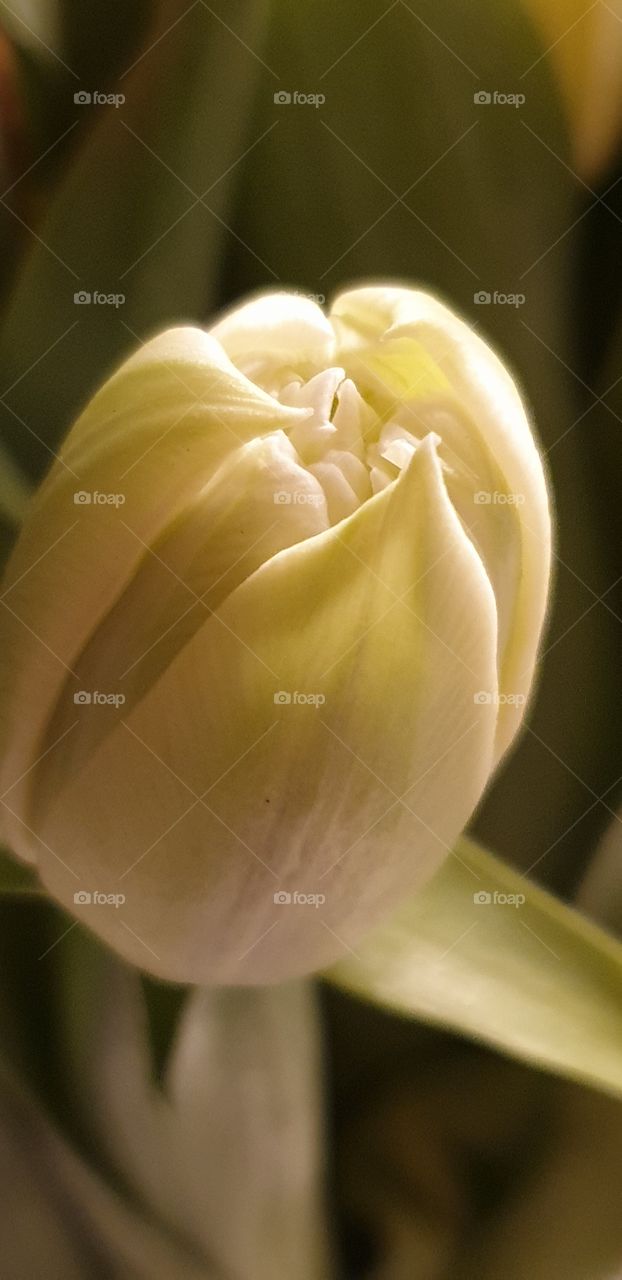 Tulip close up