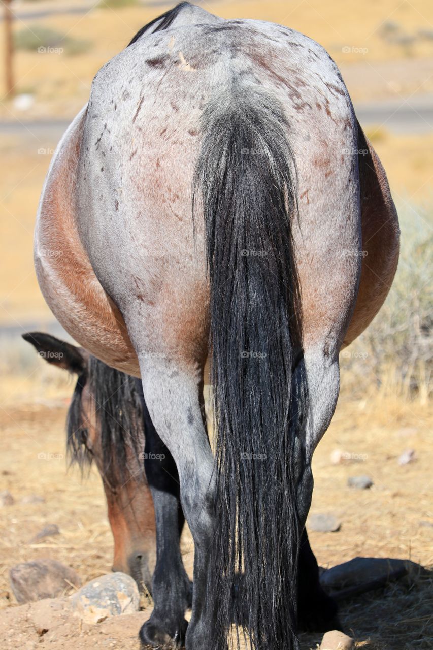 A wild American mustang horse grazing in the Nevada High Sierra desert, rear view closeup 