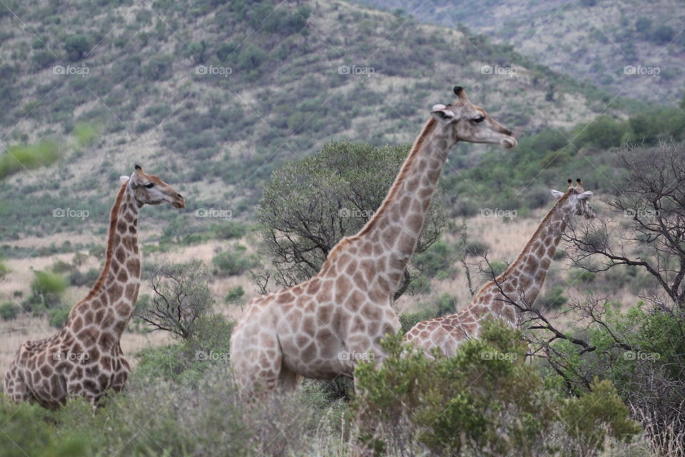 Giraffe pals