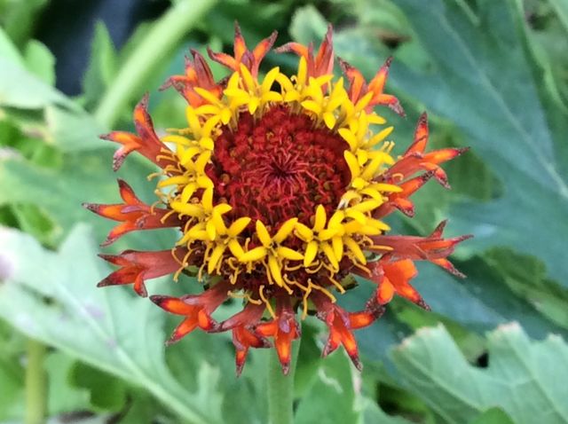 Flower
