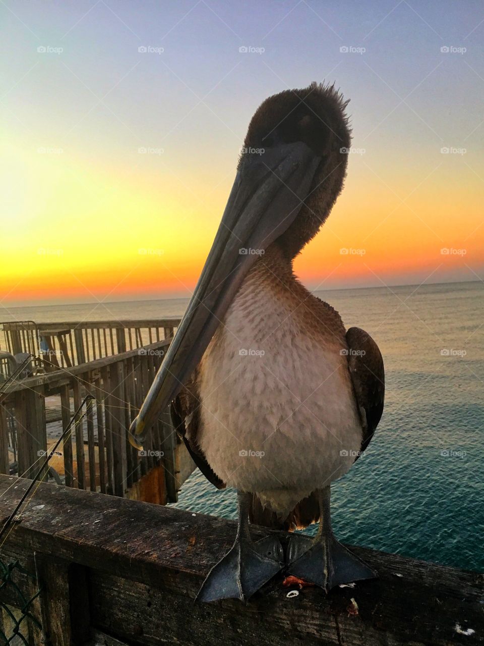 Bird, No Person, Pelican, Water, Wildlife