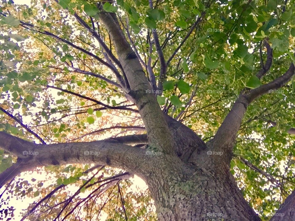 Up a tree
Pittsford Sutherland High School 
Pittsford NY