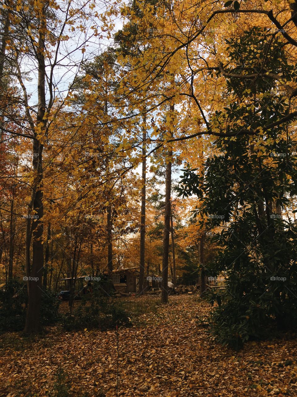 Dry leaves and autumn trees in forest