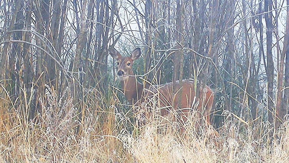 Winter deer