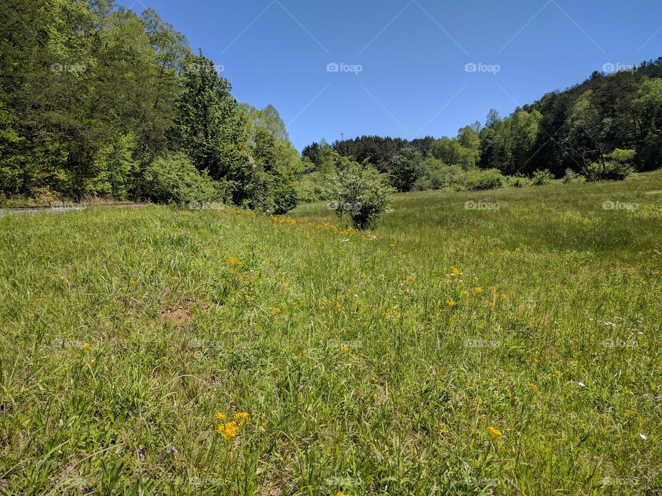 Spring field wild with green in the North Georgia mountains