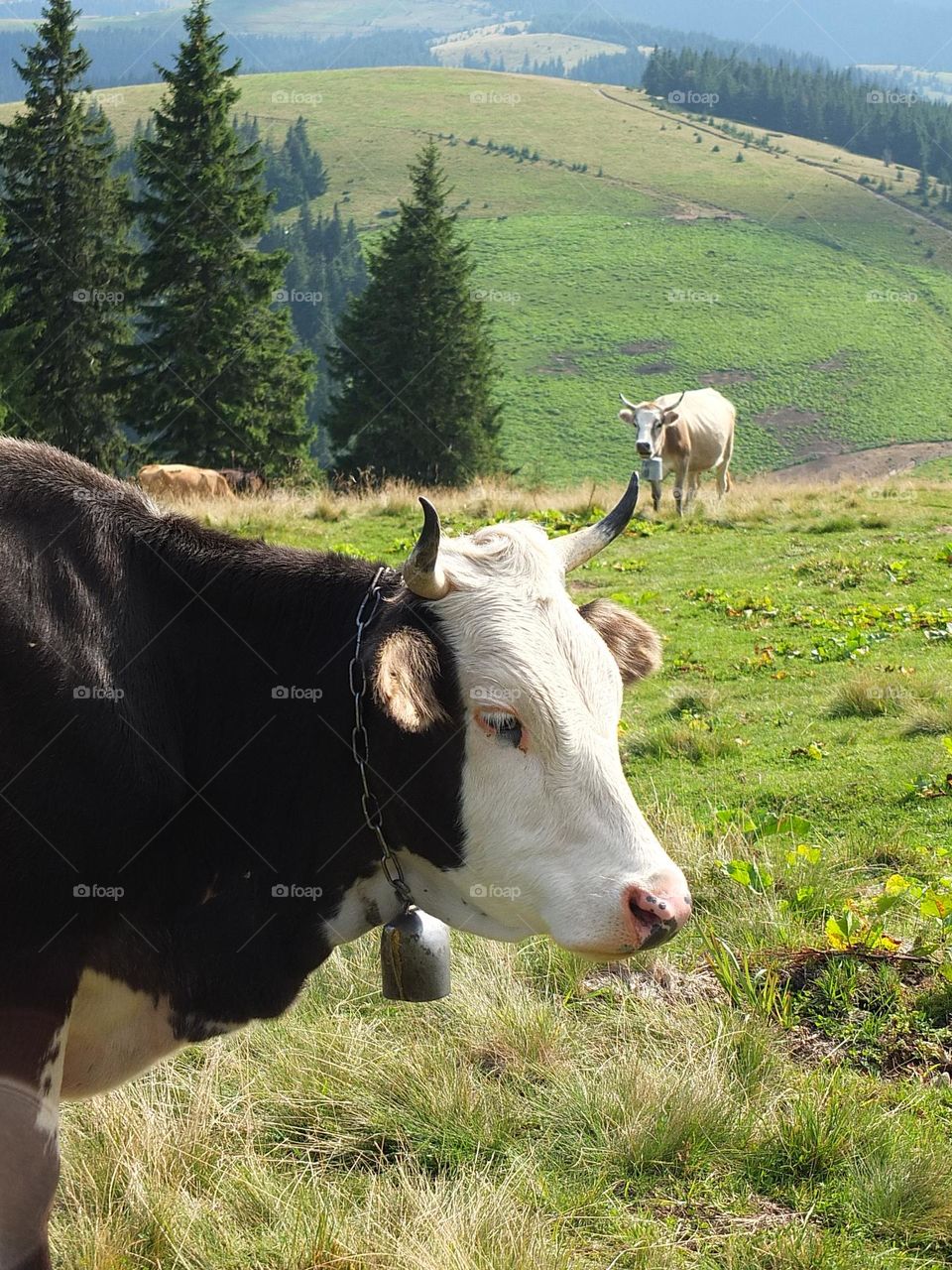 Carpathian cows. Ukraine.