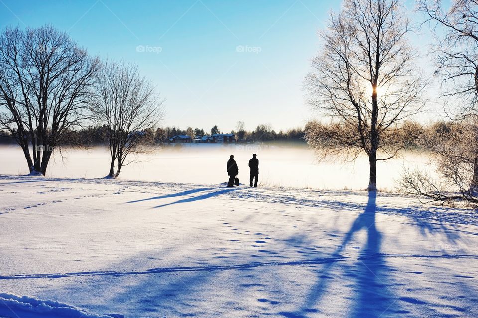 Winter, Snow, Cold, Tree, Frost