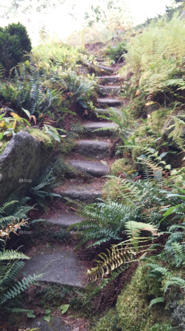fern steps
