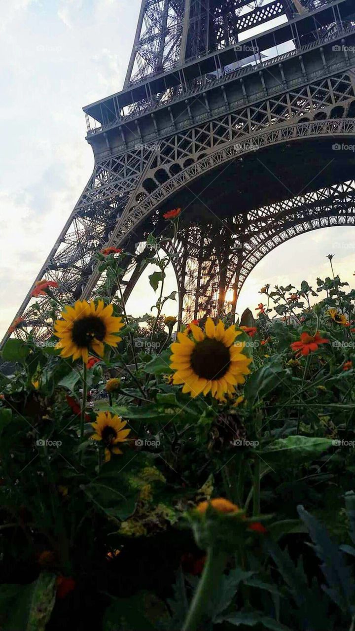 Sunflowers by the Eiffel Tower, Paris