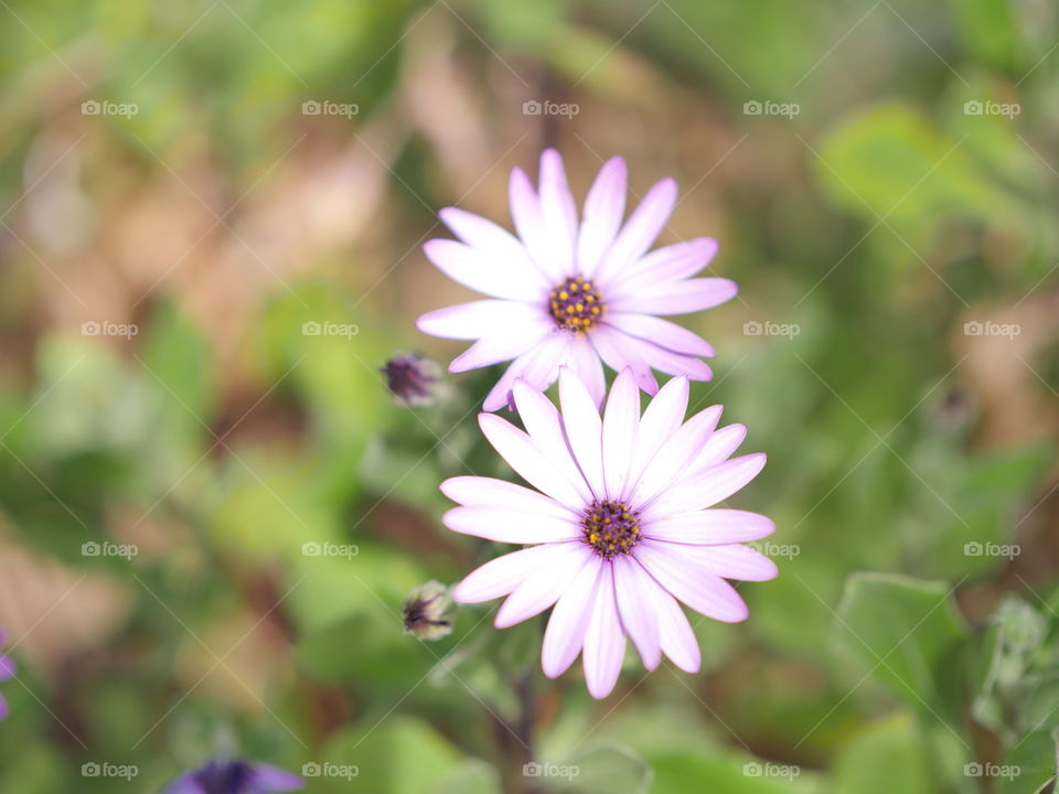 flores blanco