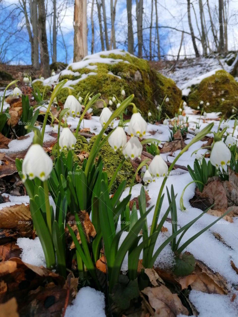 snowdrops in the snow