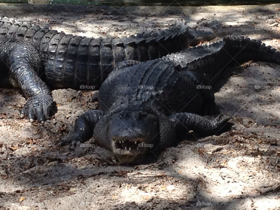 crocodile gator united states st. johns by benmathews