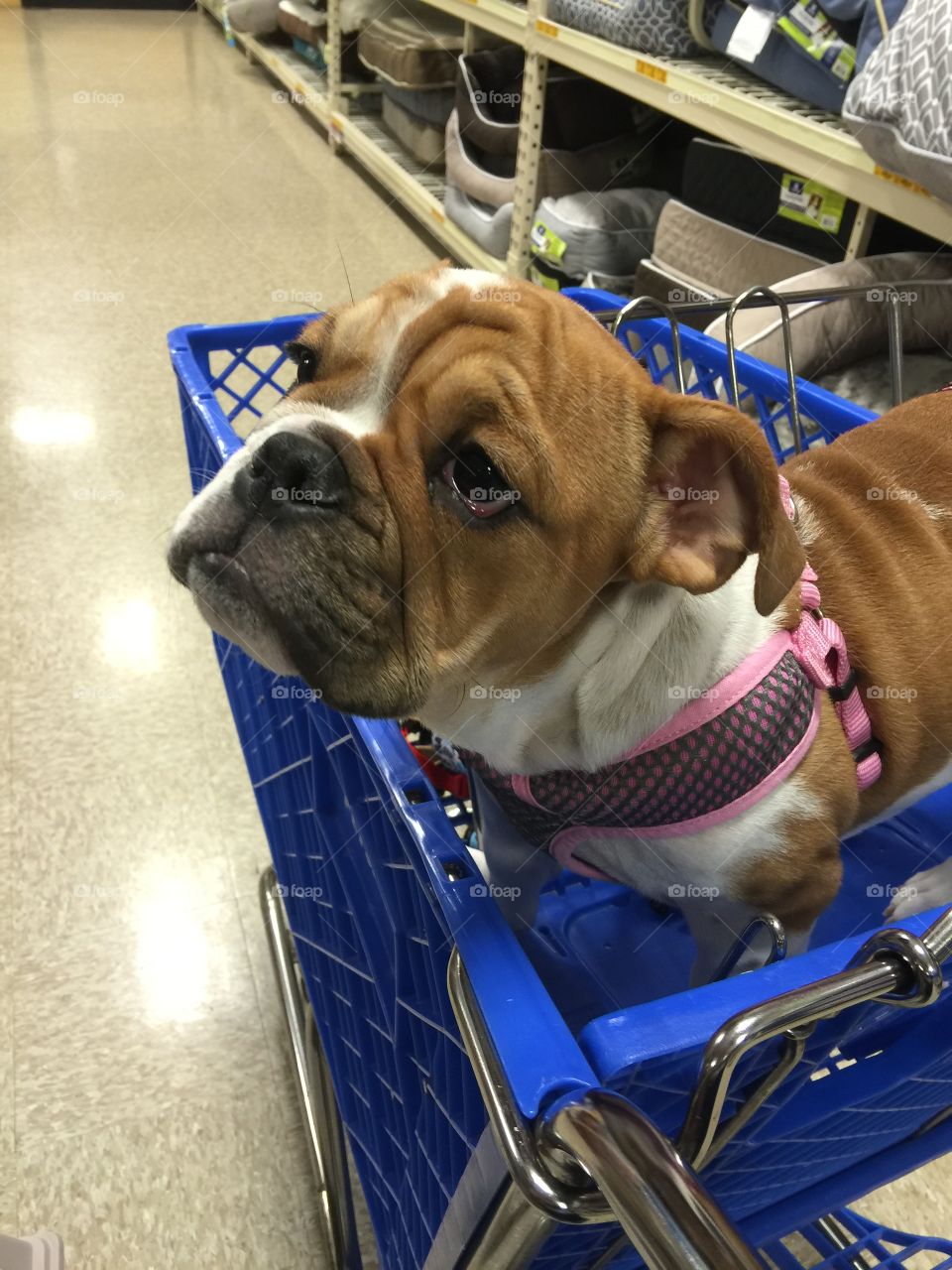 Doggy Shopping