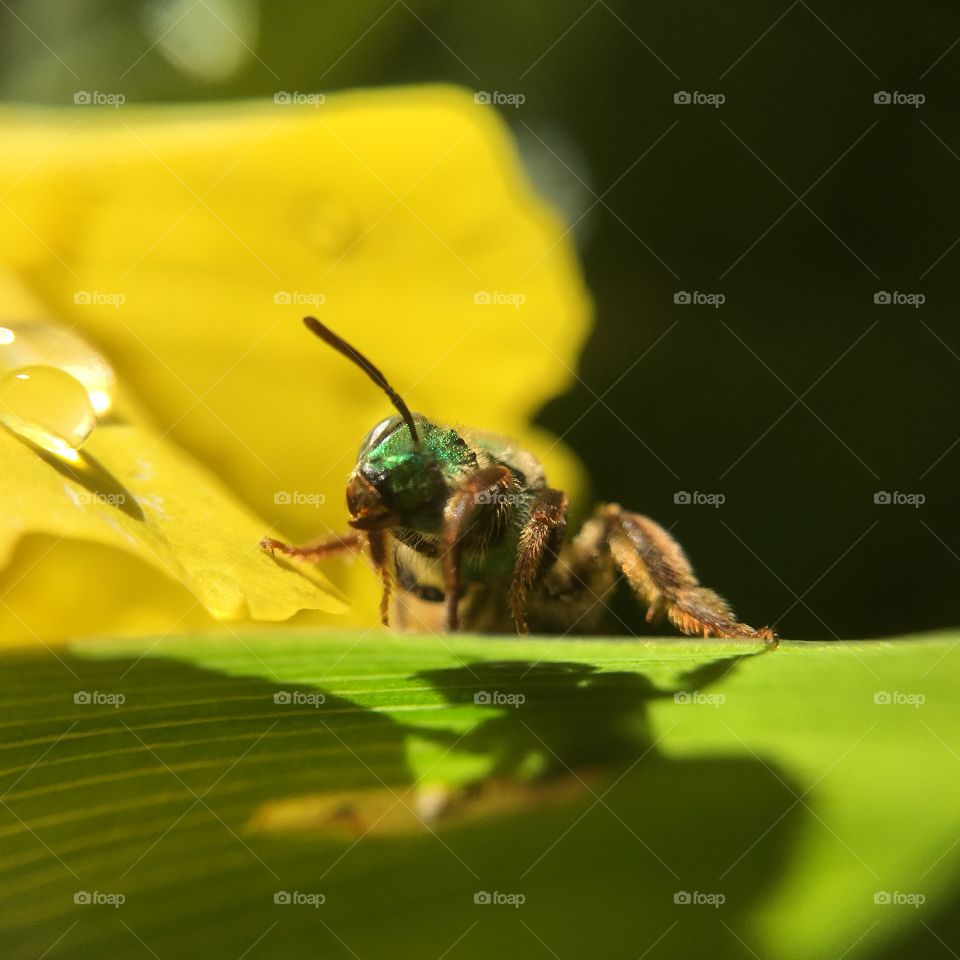 Green-headed bee closeup on leaf with shadow series grooming after a summer rain shower 