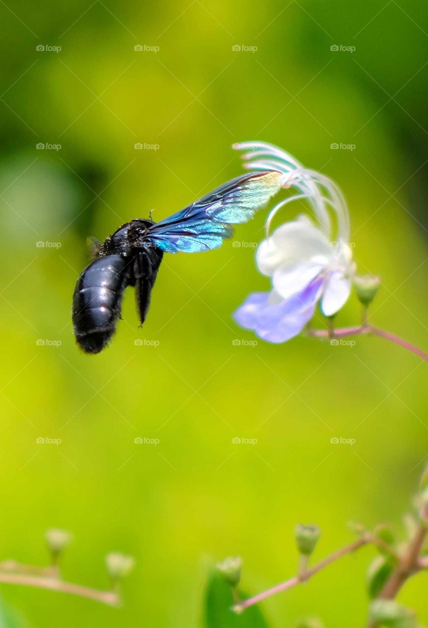 flying Tropical Carpenter Bee
