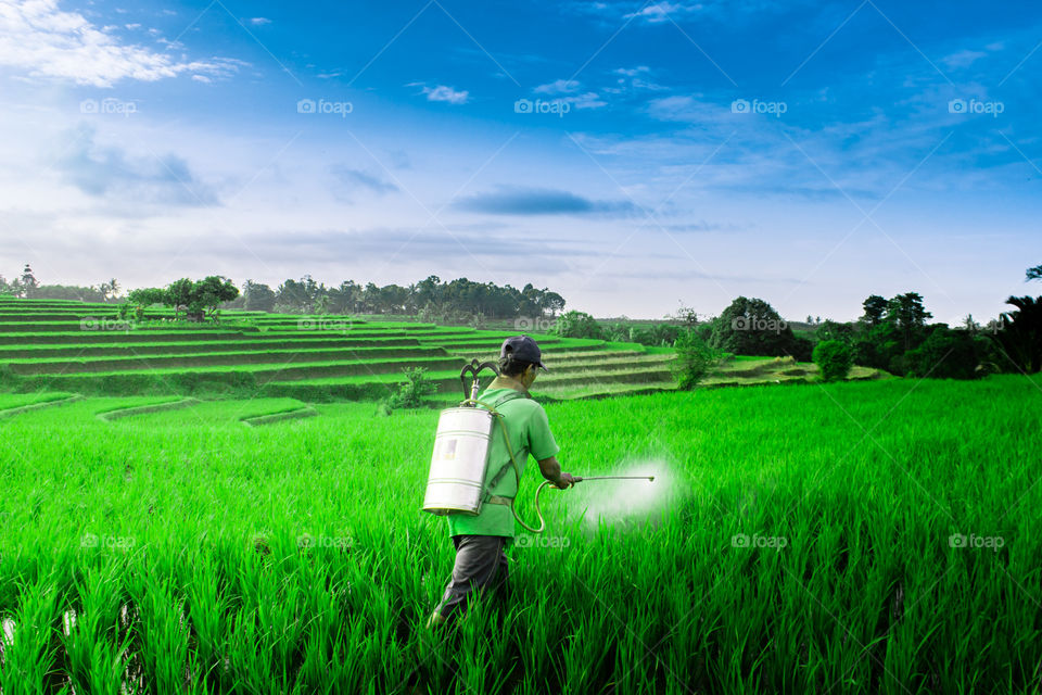 Farmer in Green Rice Fields Indonesia