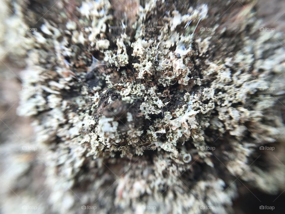 Gray white moss on tree bark