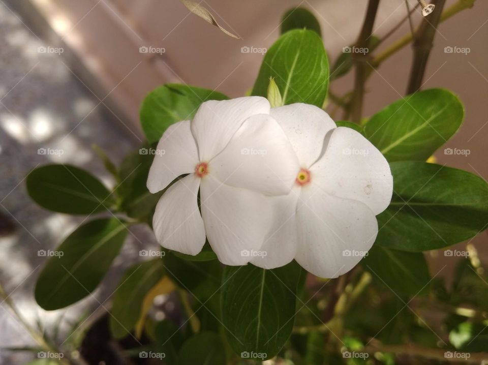 periwinkle white flower looks very beautiful generally found everywhere fresh seasonal