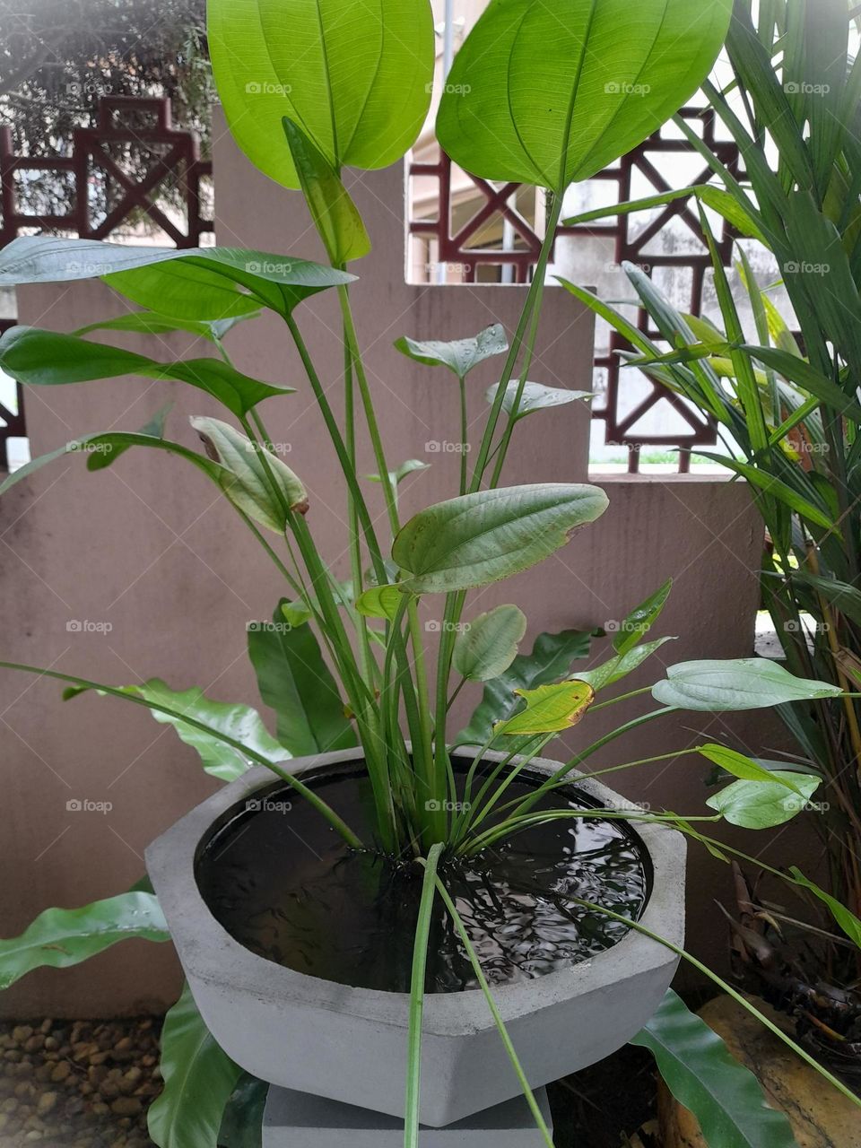 Water plant in a fish bowl