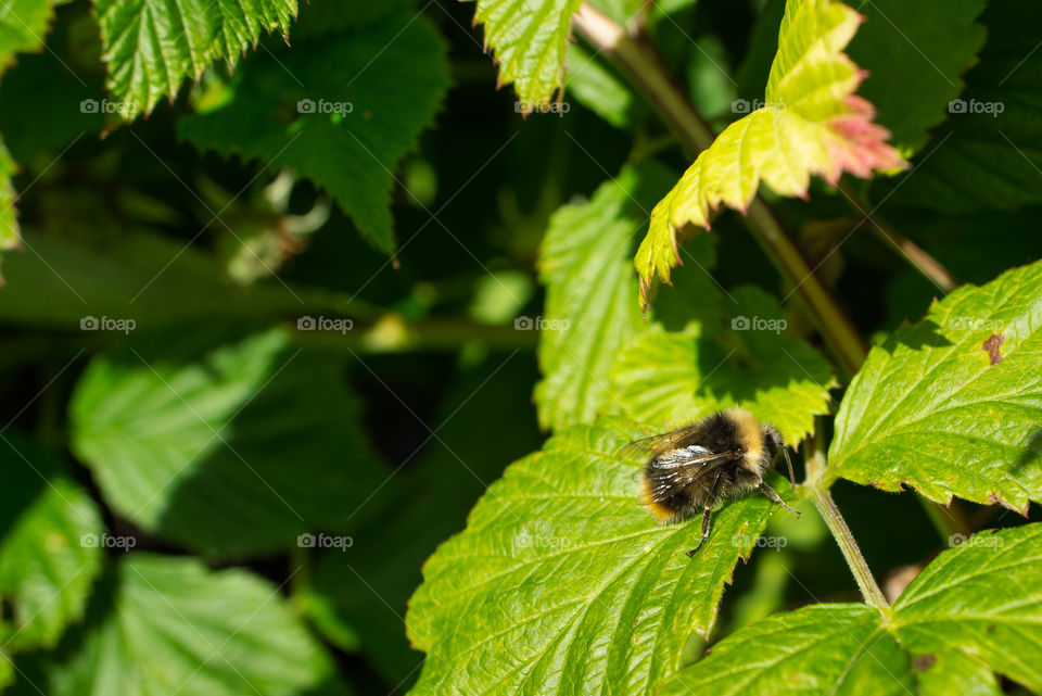 bee