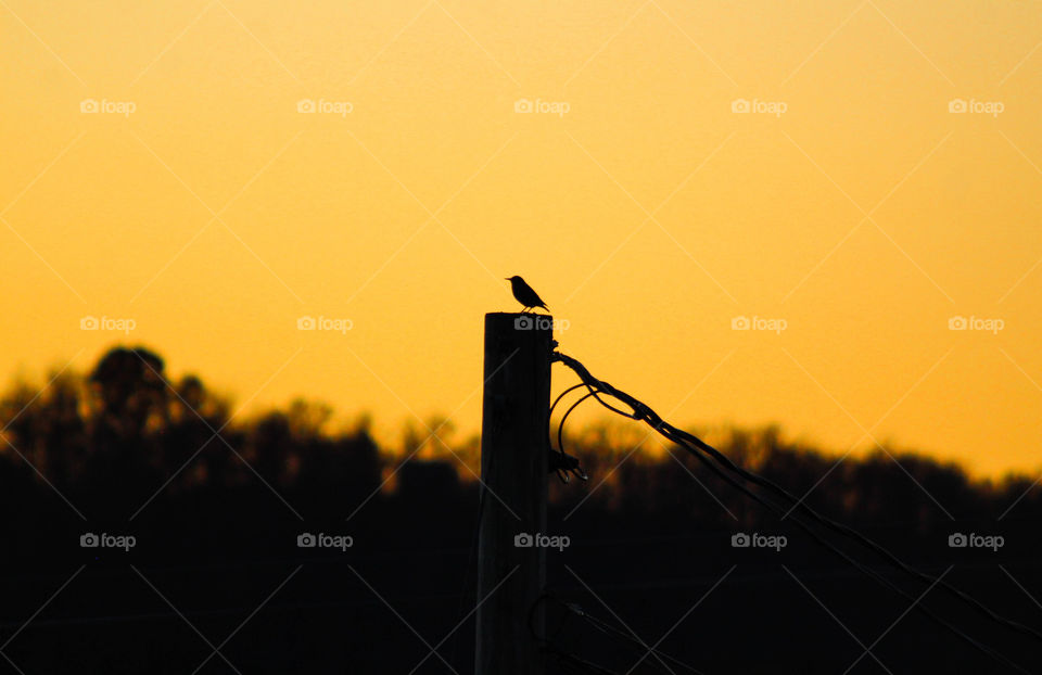 Small bird silhouette at sunset