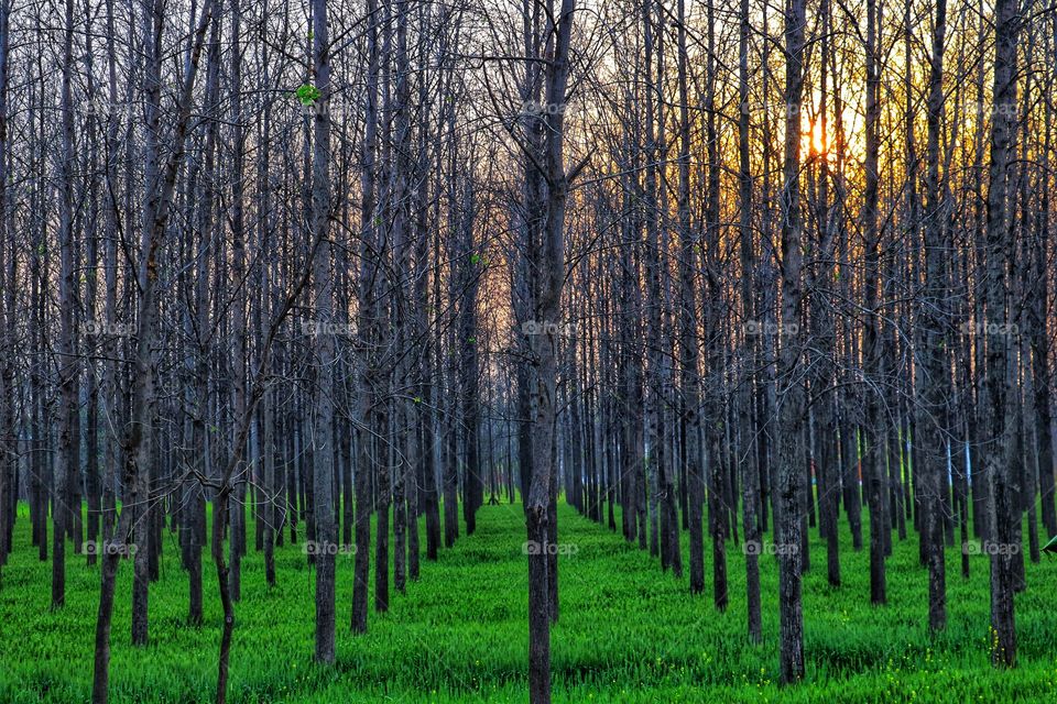 Symmetrical Forest Plantation and sunset