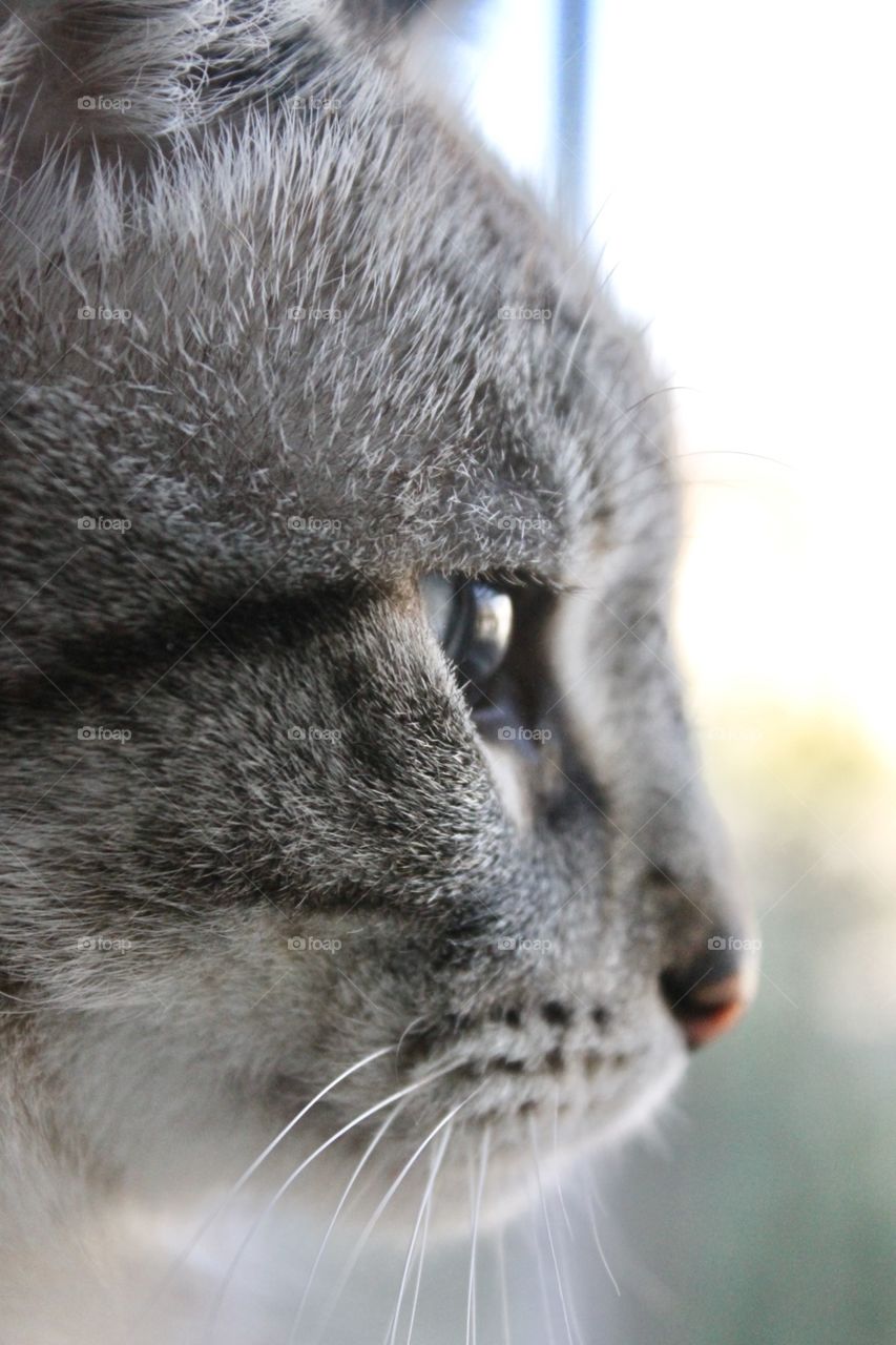 Close up of my cat Peeta