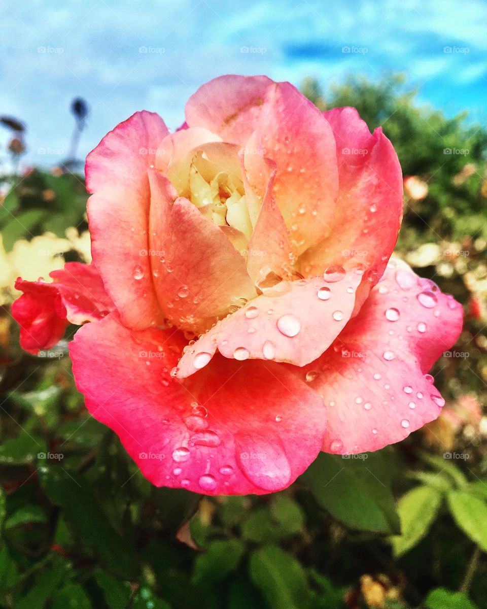 🌹 🇺🇸 Very beautiful flowers to brighten our day.  Live nature and its beauty. Did you like the delicate petals? / 🇧🇷 Flores muito bonitas para alegrar nosso dia. Viva a natureza e sua beleza. Gostaram das pétalas delicadas? 