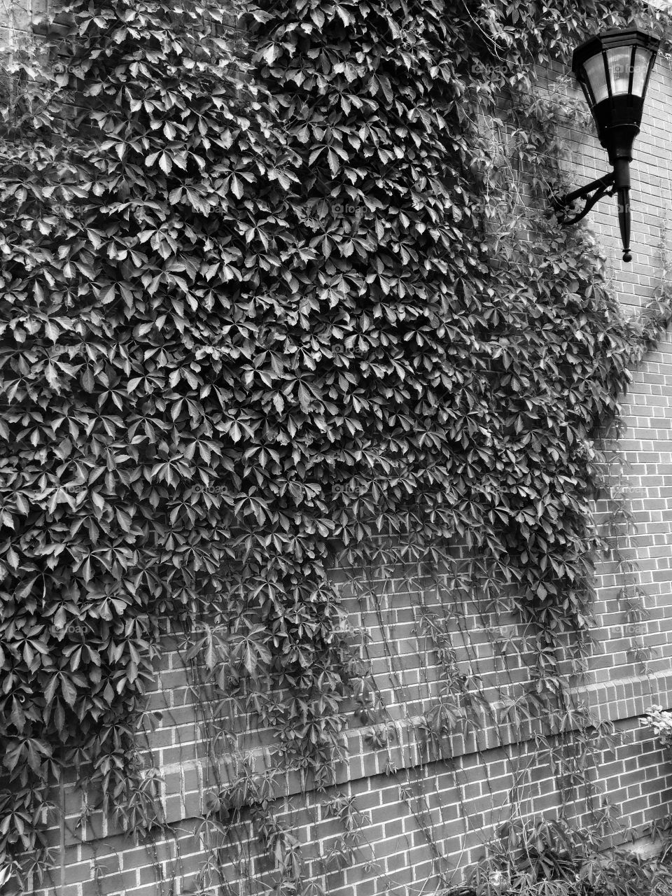 St. Thomas University