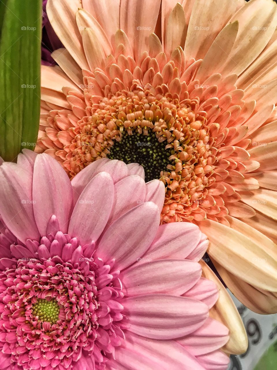 Closeup flowers 