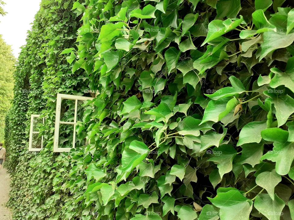 ivy - overgrown house