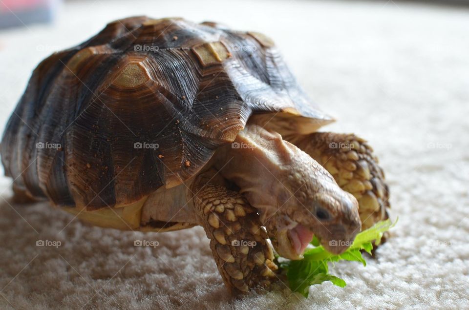 Turtle eating