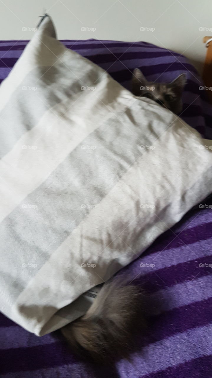 Mimmi gillar sova under kuddar & ibland busa