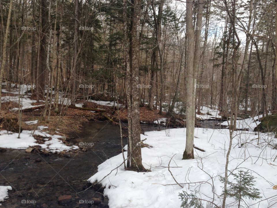 Winter, Tree, Snow, Wood, Landscape