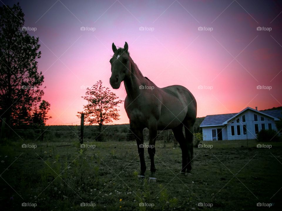 Cedar At Dusk