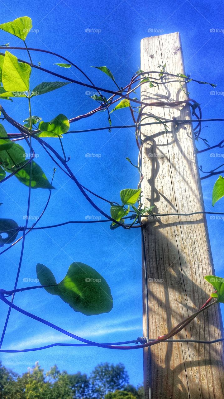 Nature. Community Garden Vines