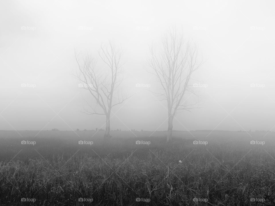 Landscape, Fog, Mist, Tree, Nature