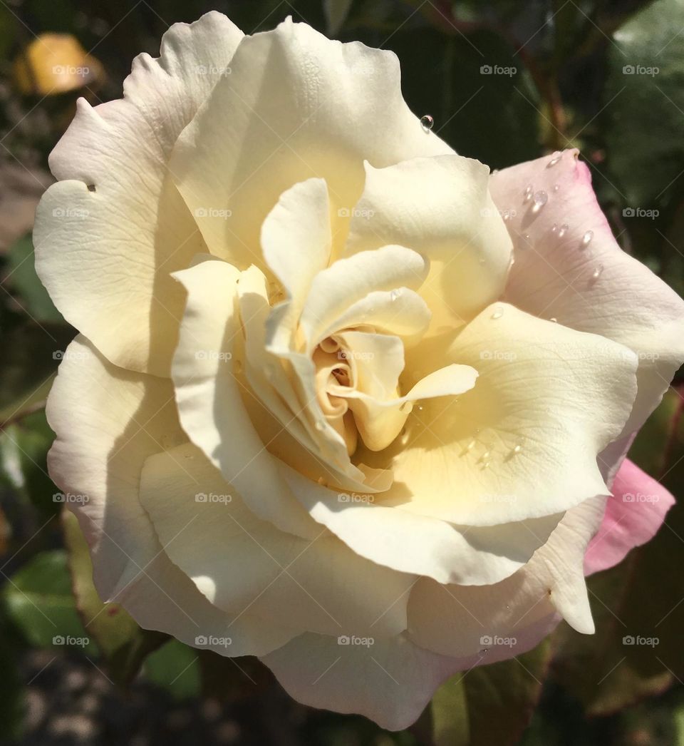 🌹 🇺🇸 Very beautiful flowers to brighten our day.  Live nature and its beauty. Did you like the delicate petals? / 🇧🇷 Flores muito bonitas para alegrar nosso dia. Viva a natureza e sua beleza. Gostaram das pétalas delicadas? 