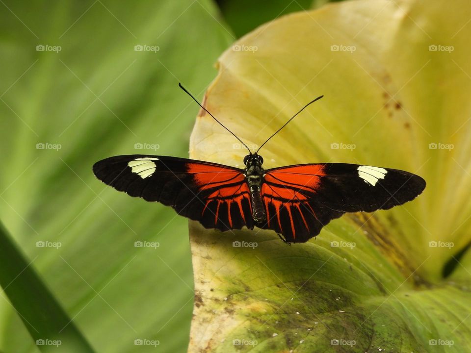 A close up of a butterfly 