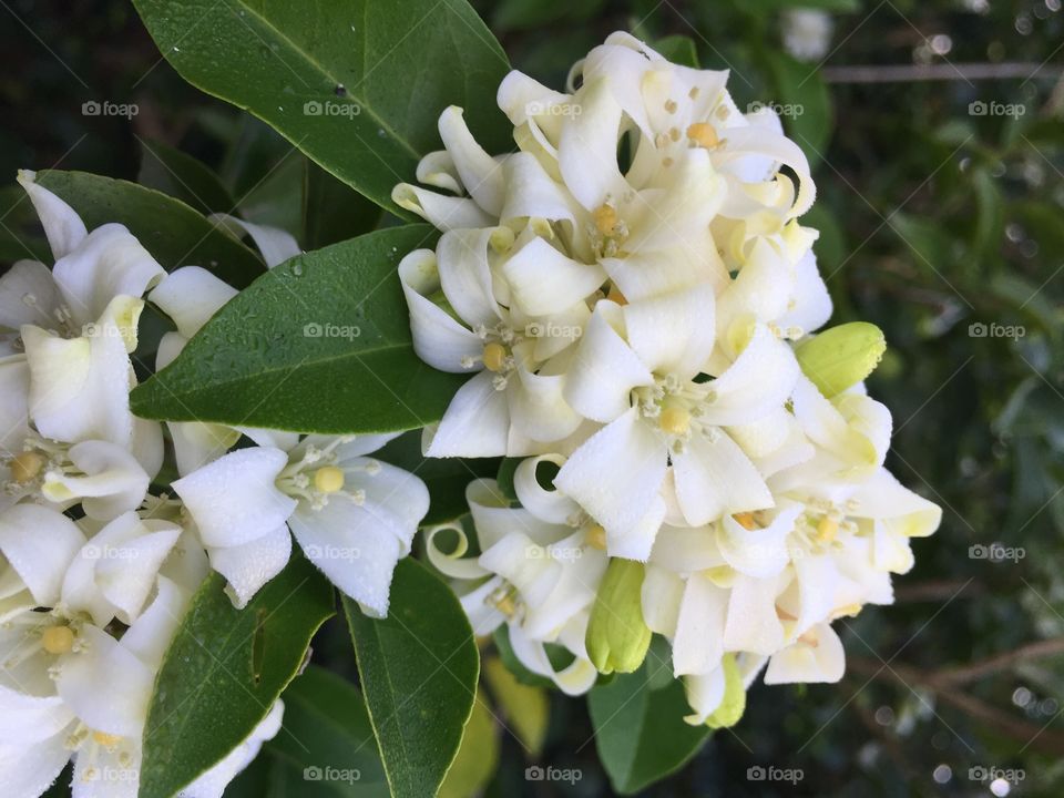 The white flower in garden 