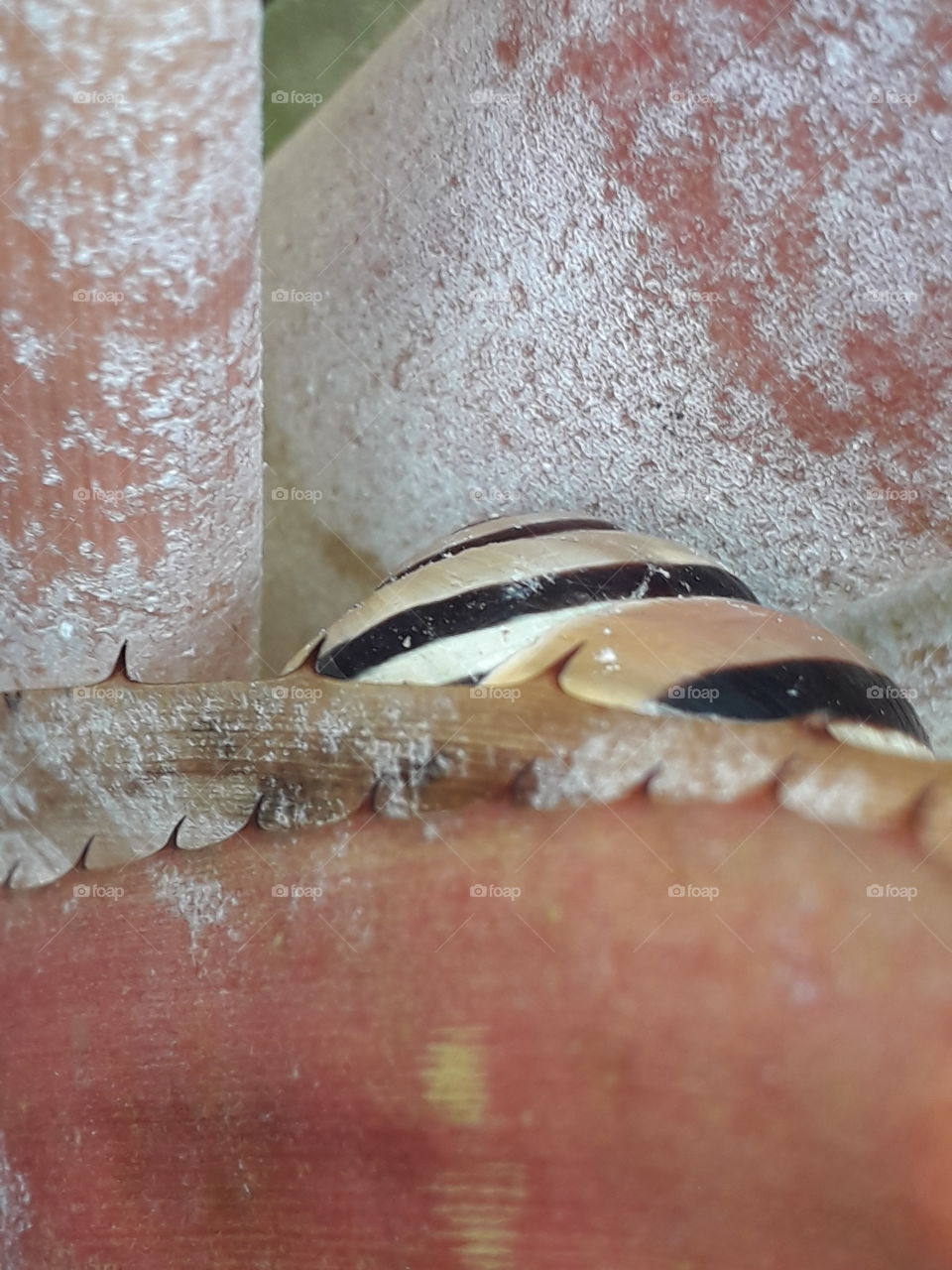 two shellsnails hidden among aechmea leaves