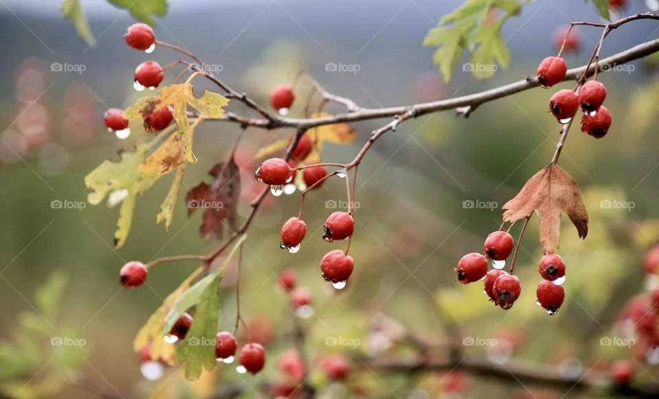 Wild fruit 