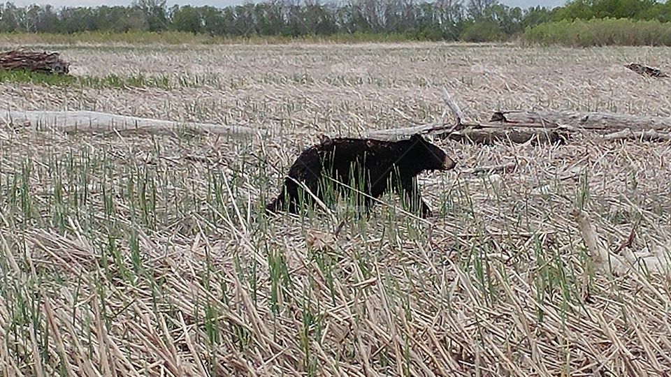 bear in marsh