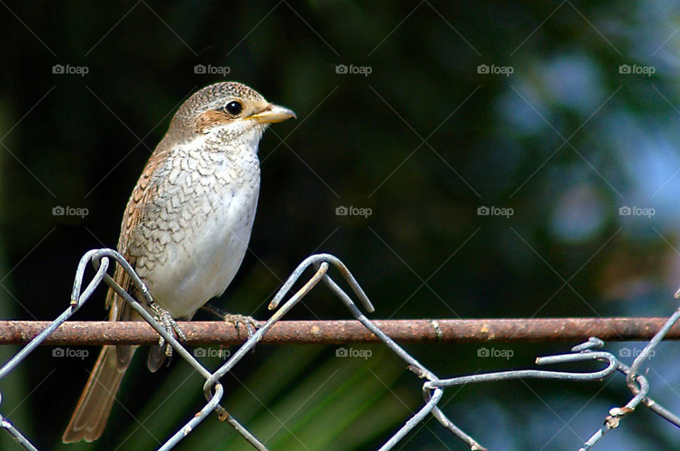 Red-backed shrike