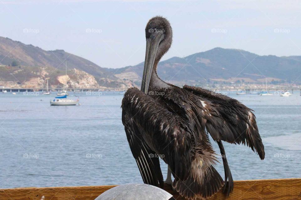 pelican drying it's wings on the dock