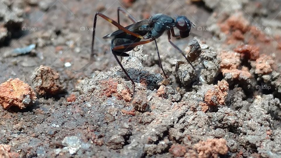 No Person, Nature, Little, Invertebrate, Insect