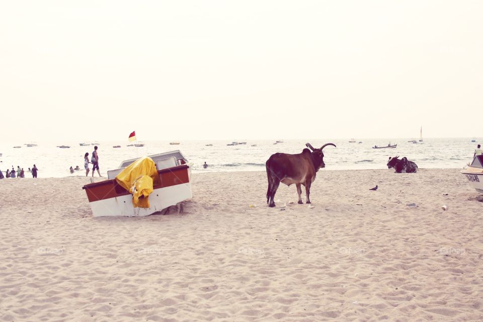 cow walking on the beach in india