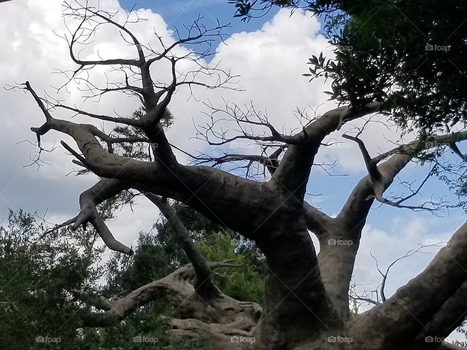 A baobab tree reaches high into the sky.