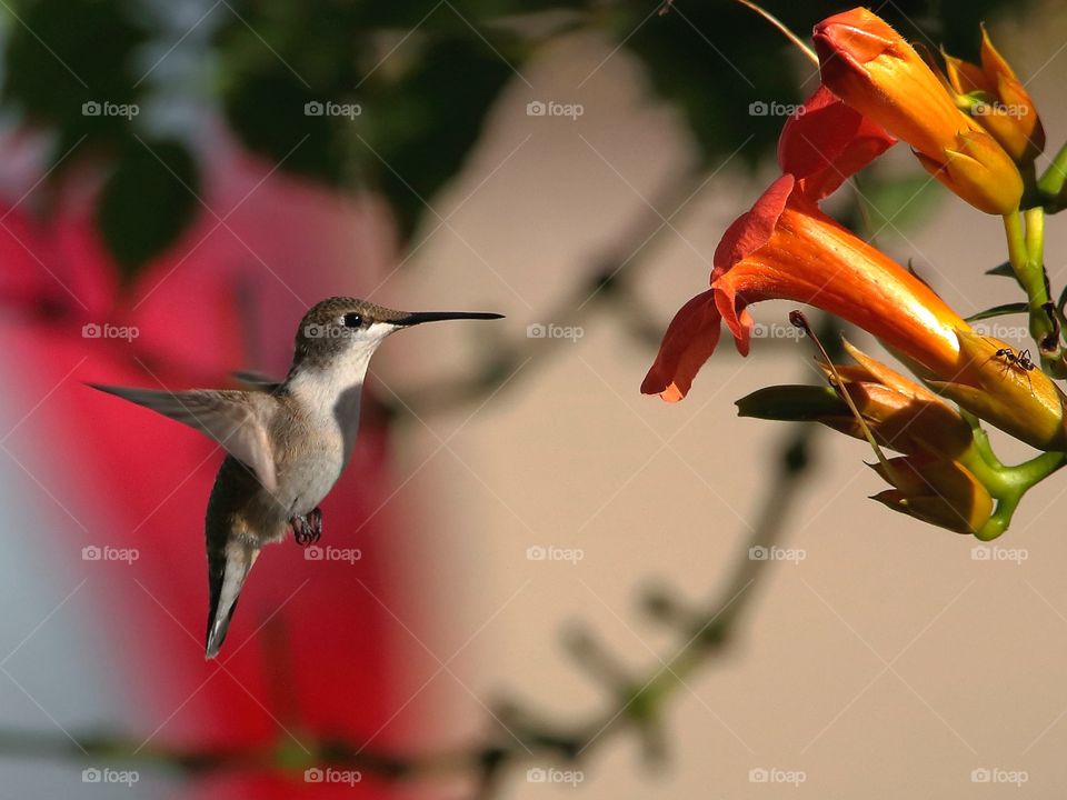 ruby-throated hummingbird with trumpet flowers