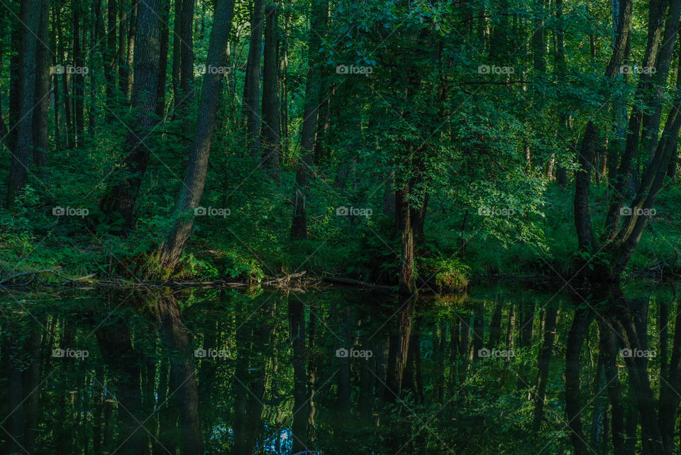 Reflection of trees in river